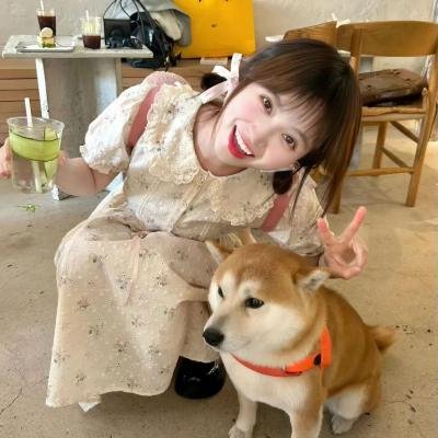 菊石海报